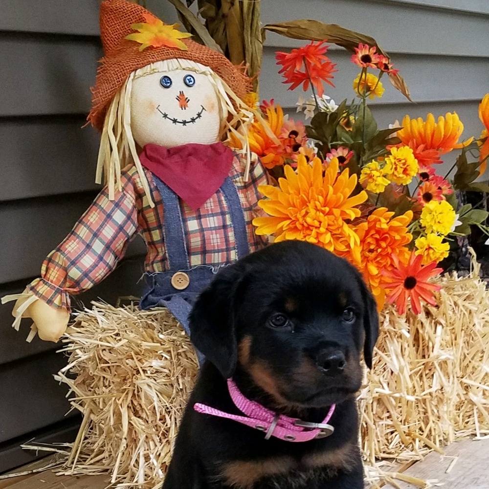 Meet your Posher, Diana